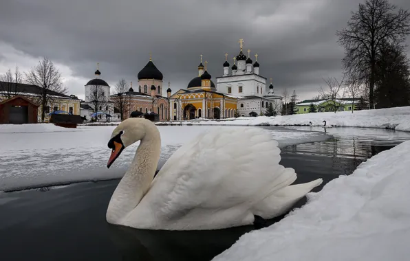 Picture winter, snow, bird, temple, Swan, the monastery, pond, Davidova Pustyn