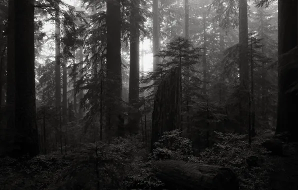 Picture forest, trees, nature, Oregon, black and white, USA, monochrome