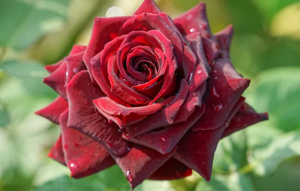 Picture close-up, rose, petals, Burgundy, velvet