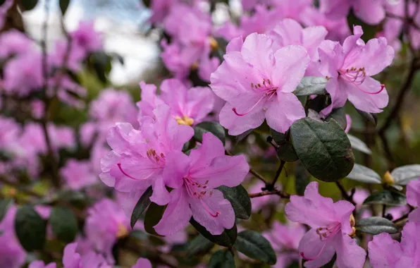 Picture leaves, flowers, branches, spring, pink, flowering, bokeh, Azalea, rhododendrons