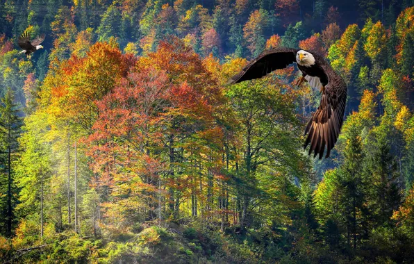 Picture autumn, forest, flight, rendering, bald eagle