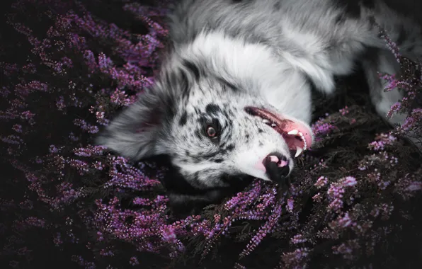 Picture face, flowers, nature, pose, the dark background, glade, dog, mouth, fangs, lies, lilac, Heather, motley, …