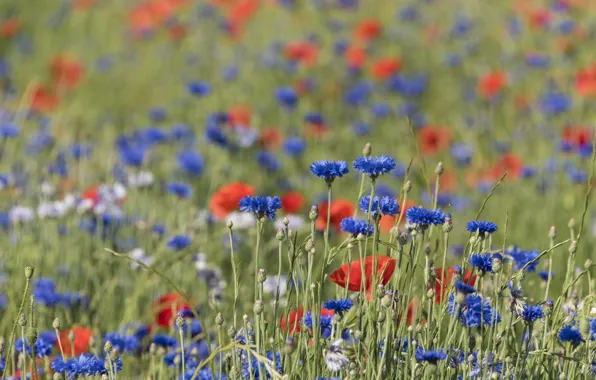 Picture field, summer, flowers, Maki, meadow, red, blue, bokeh, cornflowers