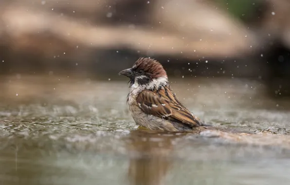 Picture water, squirt, bird, puddle, bathing, Sparrow
