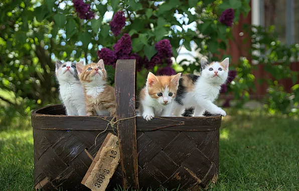 Picture basket, spring, kittens, lilac