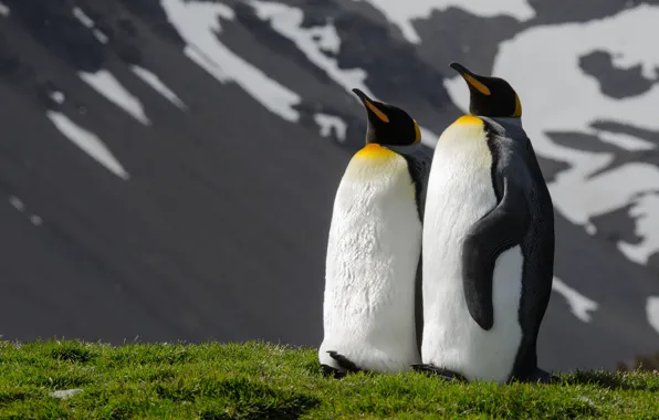 Picture mountains, birds, nature, pose, two, penguins, pair, a couple, Duo, two, two penguins