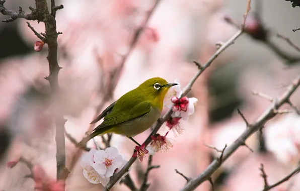 Picture flowers, branches, bird, beauty, blur, spring, Sakura, bird, pink background, flowering, yellow, bokeh, Japanese white-eye
