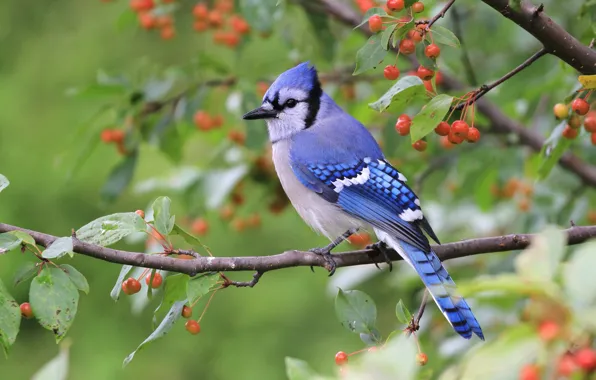 Picture branches, green, berries, background, bird, fruit, blue Jay
