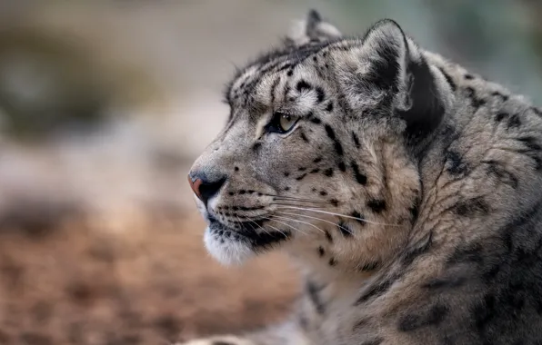 Picture cat, look, background, portrait, profile, IRBIS, snow leopard