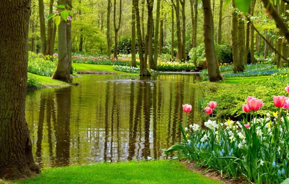 Picture flowers, lake, Park, spring