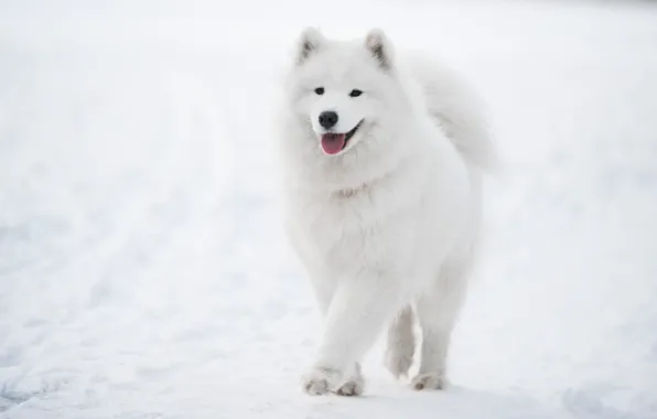 Picture winter, language, snow, nature, pose, dog, the snow, white, walk, face, Samoyed