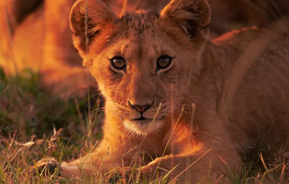 Picture look, Leo, cub, face, wild cat, lion