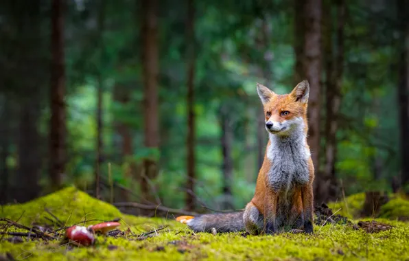 Picture forest, nature, animal, mushrooms, Fox, Fox
