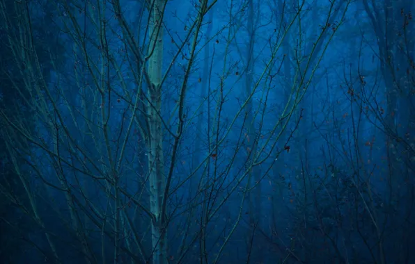 Picture forest, trees, nature, fog, Germany, twilight, Mechernich