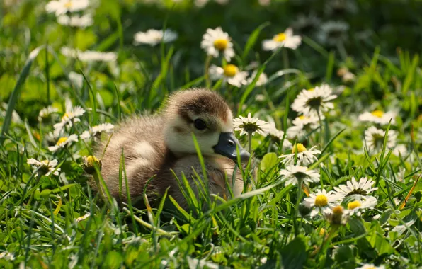 Picture greens, grass, light, flowers, bird, glade, chamomile, spring, baby, duck, chick, duck