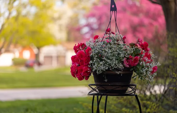 Picture flowers, Park, lawn, bouquet, garden, track, red, pot, white, stand, bokeh, pots, begonia