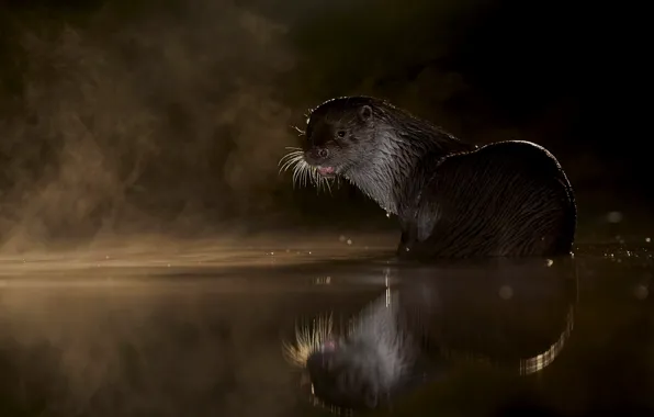 Picture look, water, night, pose, fog, reflection, river, wet, the evening, couples, pond, otter, river