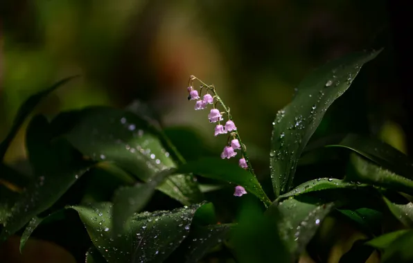 Picture blur, Lily of the valley, drops