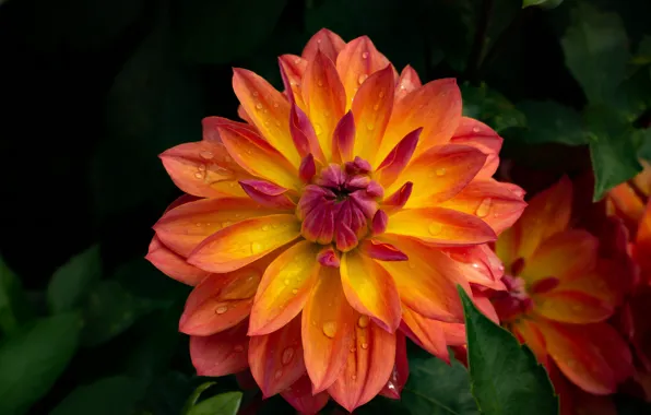 Picture flower, drops, orange, Dahlia