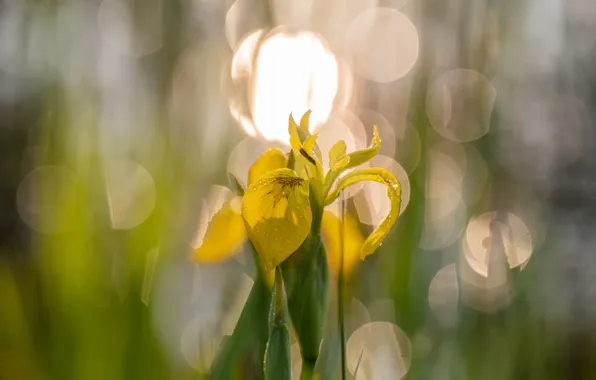 Picture flower, drops, light, yellow, glare, spring, bokeh, iris