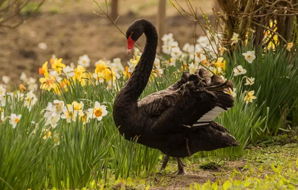 Picture greens, flowers, branches, nature, bird, black, spring, garden, Swan, flowerbed, neck, daffodils, handsome, tail