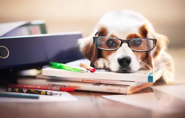 Picture each, dog, glasses