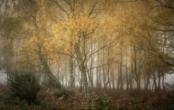 Picture autumn, forest, fog