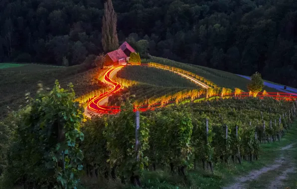 Picture road, landscape, nature, heart, home, the evening, lighting, Slovenia, the vineyards