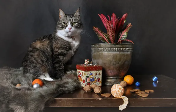 Picture cat, cat, look, balls, pose, table, grey, toys, plant, cookies, Bank, fur, still life, sitting, …