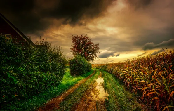 Picture road, field, clouds, photo, the evening