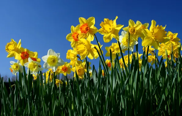 Picture the sky, flowers, spring, yellow, daffodils