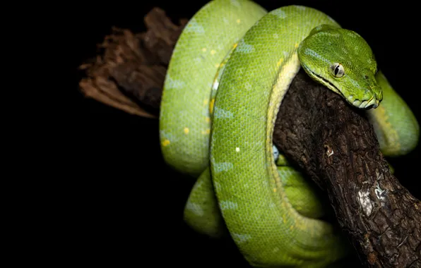 Picture snake, branch, Python, black background