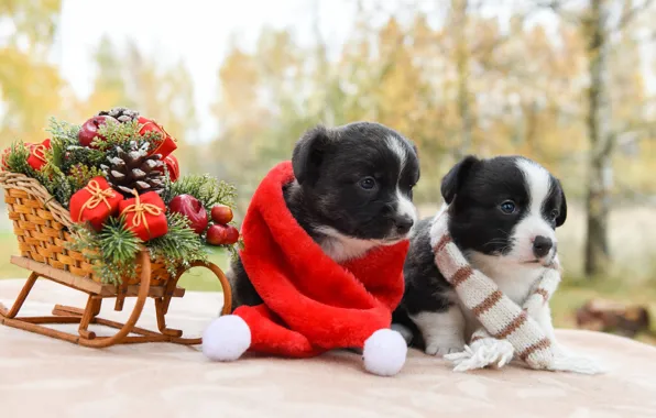 Picture dogs, look, red, nature, pose, Park, toys, dog, puppies, Christmas, puppy, New year, kids, a …