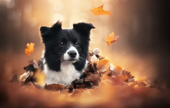 Picture autumn, look, face, leaves, dog
