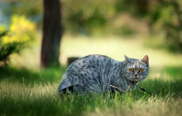 Picture cat, cat, nature, collar, green background, walking