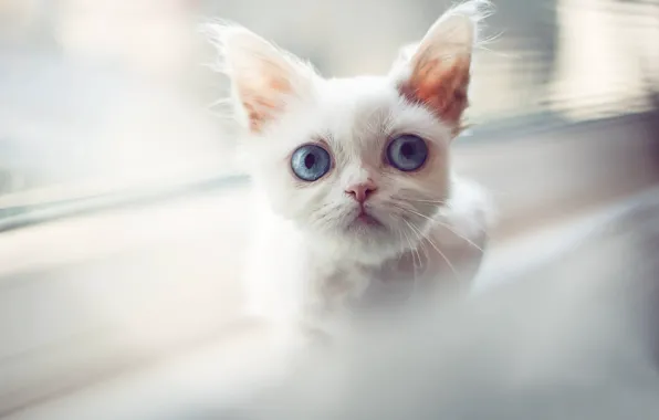Picture white, look, muzzle, kitty, blue eyes, cat