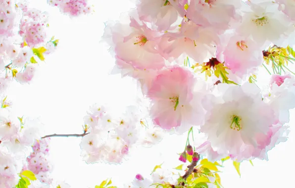 Picture flowers, treatment, Sakura