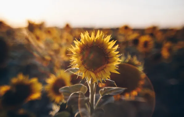 Picture light, nature, sunflower