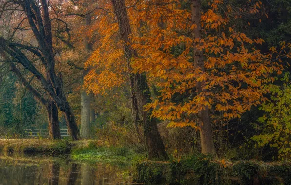 Picture autumn, trees, landscape, nature, pond, Park, channel, Holland, Jan-Herman Visser