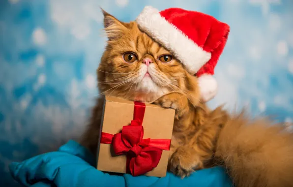 Picture cat, cat, look, face, red, pose, holiday, box, gift, portrait, fluffy, red, pers, Christmas, tail, …
