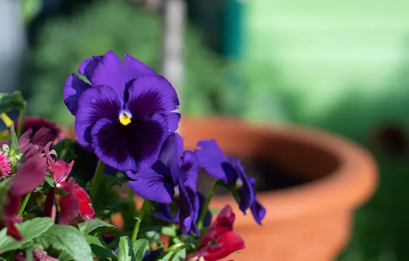 Picture flowers, garden, purple, pot, Pansy, blurred background, violet, viola