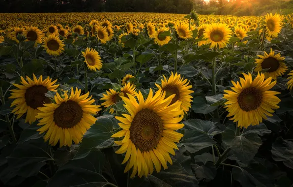 Picture summer, sunflowers, flowers, nature, yellow, a lot, sunflower, field of sunflowers