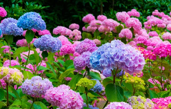 Picture flowers, thickets, garden, blue, pink, flowering, the bushes, a lot, different, bokeh, hydrangea
