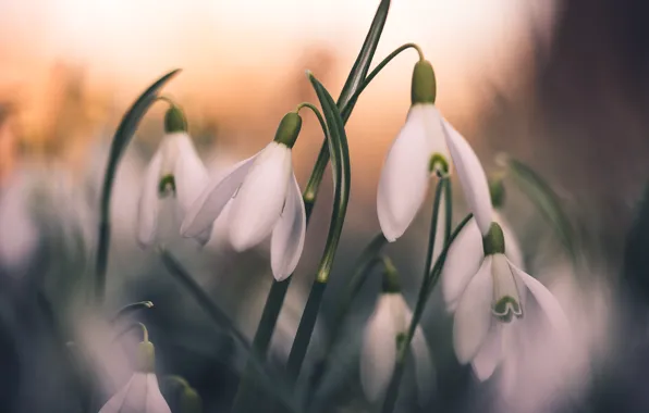 Picture flowers, glade, blur, spring, snowdrops, bokeh