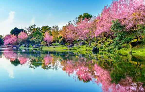 Picture spring, flowering, pond