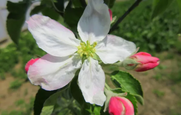 Picture flower, Apple, buds, spring 2018, Meduzanol ©