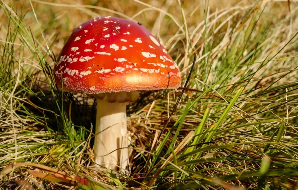 Picture grass, mushroom, mushroom