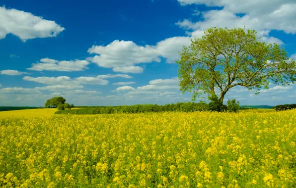 Picture summer, the sky, clouds, flowers, blue, tree, spring, yellow, shrubs, rape, rapeseed field