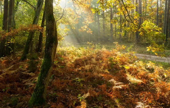 Picture autumn, forest, light, trees, fern
