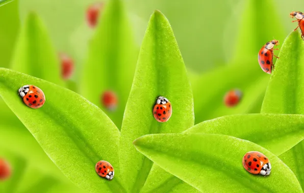 Picture grass, macro, ladybugs